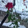 sessizgemi_4