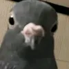 srajka