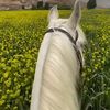 amoura__08