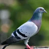 abdul_14342