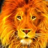 animals.world.wild9590