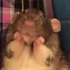 rat20000