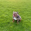 BettyTheBulldog