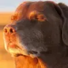 t_h0w3.07