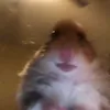 hamster75218