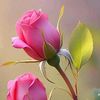 roca.amine