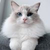 kittenlove22