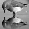 joodmohamad11
