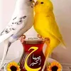 yassinebardawi