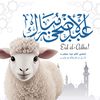 abdulmamam78