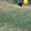 larycc1
