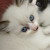 user4880281901267