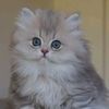 khadija.jbara36