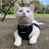 purrrfectlycasper