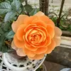 linh.hn.tng4