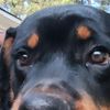 ilovemydog_432
