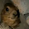 kebab.prikitiw