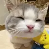tomgachoi
