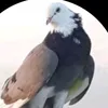 kaywinrashed