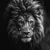 wildlifevideos
