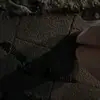 phoebe_123453