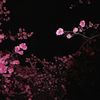 knnguu_