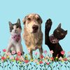 gatitos_mexicanos_