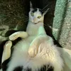 ofsamara4