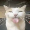 dajmifollowbracie890