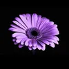 flowerxyz60