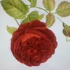 user6543090271076