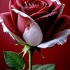 kral86962