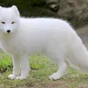 lil_foxy24