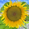 naturalbeauty38841