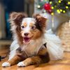 bailey.toyaussie