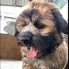 bedog00