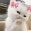 itss_mayy529