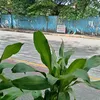 fhebragas5