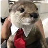 nutria2589