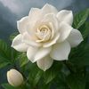 gopalreddy917