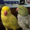 Tame chicken gng