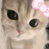mxddie_lovesu