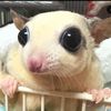 icespicesecondaccount