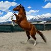 Horsebreeding001