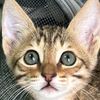 straycats_dubai