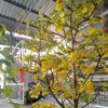 nguyn.oanh.xun