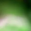 Tom
