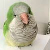 .popugai_chik