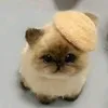 catia_.uwu
