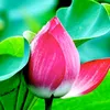 phong.nguyen8292